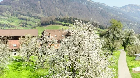 The road through the blooming garden. Stock Footage 128714531
