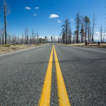 Road through burned forest Foto stock