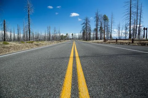 Road through burned forest Foto stock