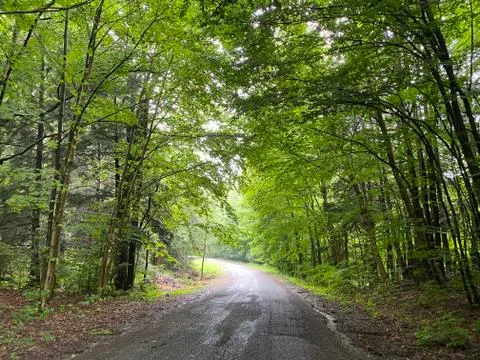 Road through a canopy of trees Stock Photos