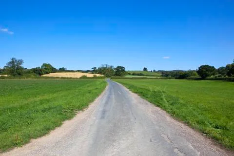Road through clover fields Stock Photos