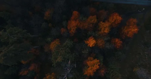 A road through the colorful forest Stock Footage 89652084