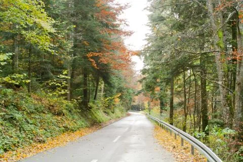 Road through coniferous forest, autumn, trees, colorful leaves, national park Stock Photos