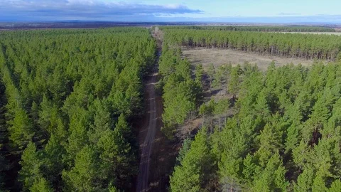 Road through coniferous forest Video stock 99652007