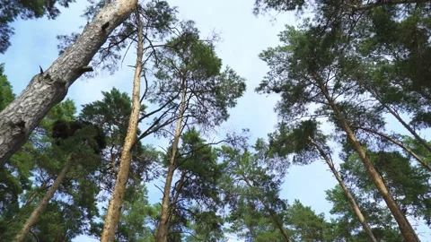 The road through the coniferous forest 스톡 동영상 166212918