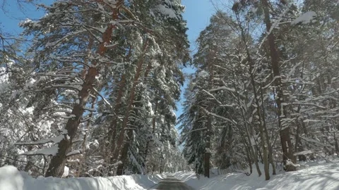 Road through a coniferous forest with melting snow. First part. Stockbeeldmateriaal 157322380
