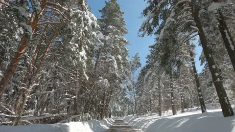 Road through a coniferous forest with melting snow. Second part. Stockbeeldmateriaal 157326652