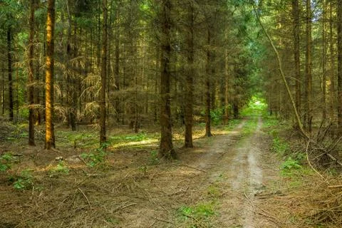 Road through the coniferous forest Stock Photos