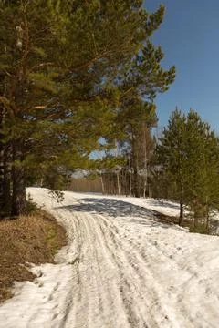 The road through the coniferous forest in spring, Siberia Stock Photos
