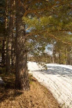 The road through the coniferous forest in spring, Siberia Stock Photos