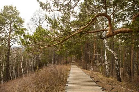 The road through the coniferous forest in spring, Siberia Stock Photos