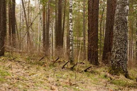 The road through the coniferous forest in spring, Siberia Foto stock