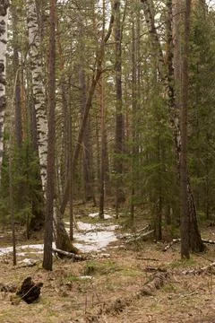 The road through the coniferous forest in spring, Siberia Stock Photos