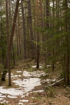 The road through the coniferous forest in spring, Siberia Stock Photos
