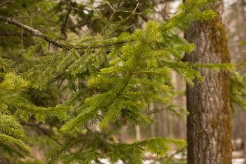 The road through the coniferous forest in spring, Siberia Stock Photos