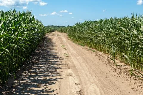 Road through a corn field Stock Photos
