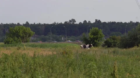 Road through the countryside Stock Footage 91938363
