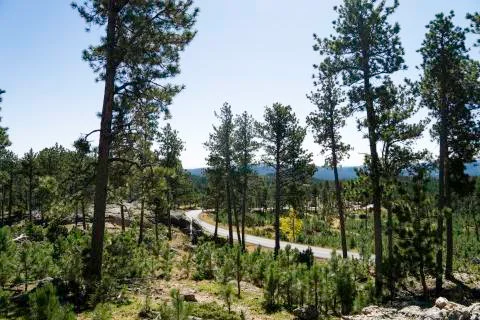 Road Through Custer State Park 库存照片