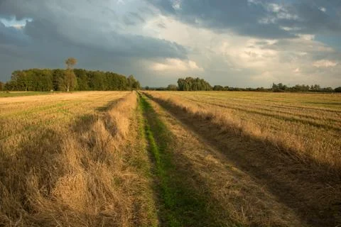 Road through the cut fields, trees on the horizon and evening sky Stock Photos