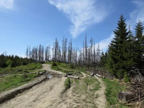 Road through Dead Trees with Clouds at the Background Stock Photos