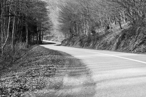 Road through deciduous forest during winter sunny day. Black and white. Stock Photos
