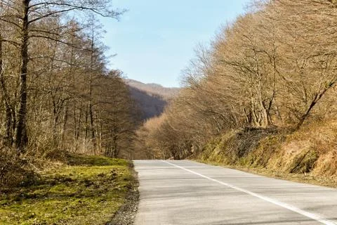 Road through deciduous forest during winter sunny day. Stock Photos