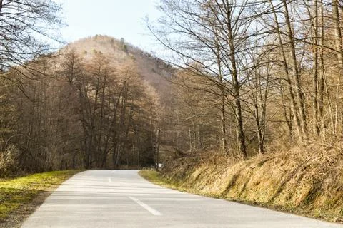 Road through deciduous forest during winter sunny day. Foto stock