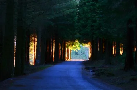 Road through deep forest Stock Photos