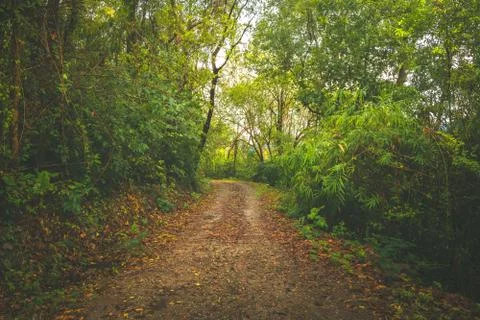 Road through the deep green forest. natural Rainforest background Foto stock