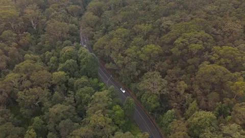 A road through dense forest with traffic moving between trees from aerial view Stock Footage 342246041