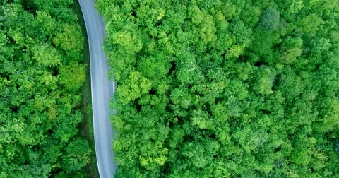 Road through a dense green forest. The car is moving along the r Stock Footage 73397640