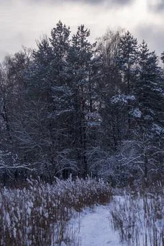 Road through dry grass winter snowy forest against blue sky background Stock Photos