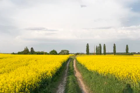 Road through endless rapeseed field. Rape field. Yellow rapeseed fields and Stock Photos