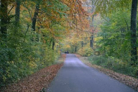 Road through fall forest Stockfoto's