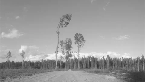 Road through the field and pine black and white timelapse 動画素材 87208400