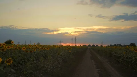 Road Through the Field with Sunflower on the Background of High Voltage Support Stock Footage 93963161