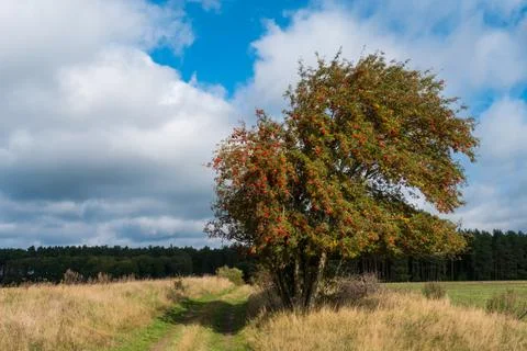 Road through the fields 02 Stock Photos