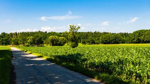 Road through fields leading to forest Stock Photos