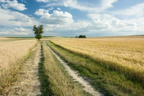 Road through fields, lonely tree and white clouds in the sky Stock-Fotos