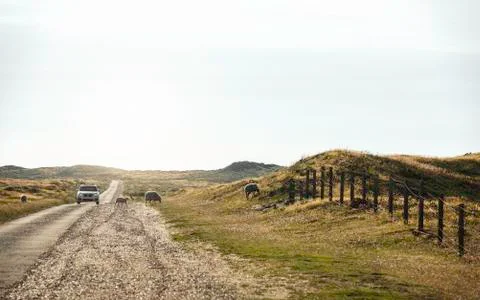 Road through fields of moss on Sylt island. Sheep walking freely Stock Photos
