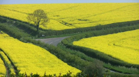 Road through fields of the yellow flowers of an oil seed rape crop. Stock Footage