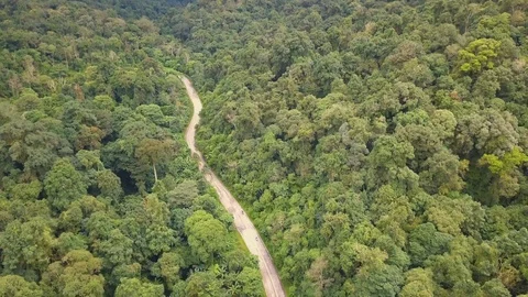 Road through forest - aerial view motorcycle Stock Footage 87189961