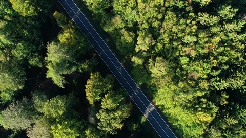 Road through the forest - aerial view Vidéo 96415536