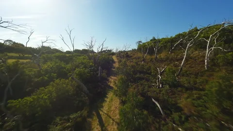Road through the forest in Australia. Video from the FPV drone. Video stock 240370254