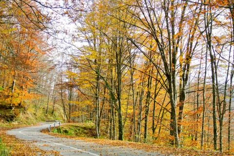 Road through forest, autumn, trees, colorful leaves, mountain, national park Stock Photos