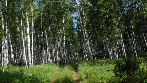 Road through the forest by car Video stock 80446727