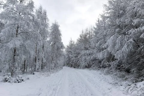 Road through forest covered in white snow Фото