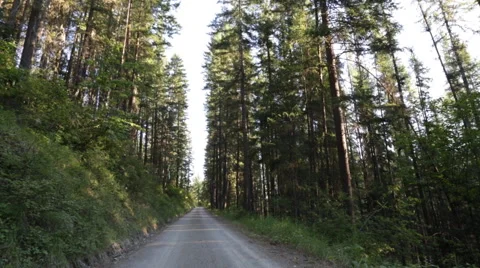 Road through forest  Stock Footage 45898935