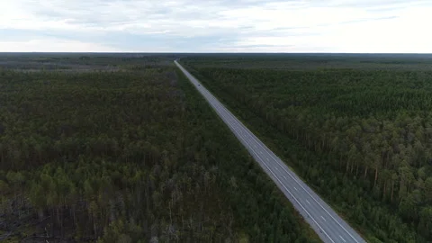 Road through the forest Video stock 86794110