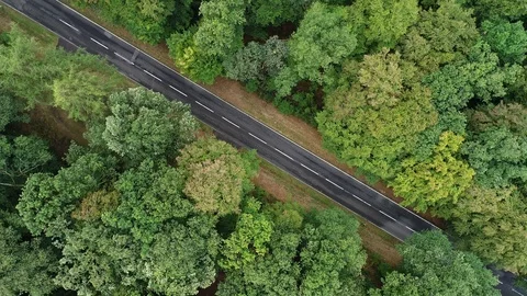Road through the forest Stock-Footage 94835918